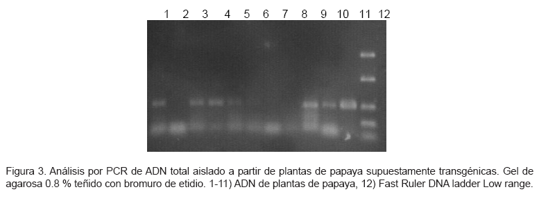 Obtencion De Plantas Transgenicas De Papaya Var Maradol Roja Que