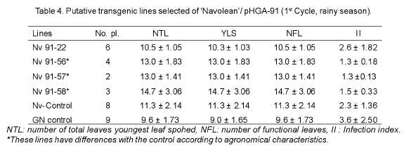 Plantas Transgenicas De Platano Musa Spp Cv Navolean b Via Agrobacterium Tumefaciens Empleando Suspensiones Celulares Embriogenicas Gomez Kosky Biotecnologia Vegetal
