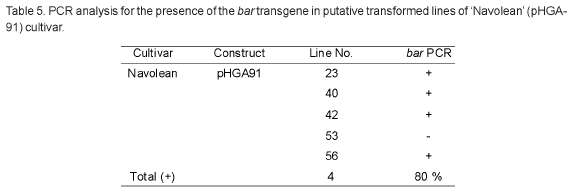 Plantas Transgenicas De Platano Musa Spp Cv Navolean b Via Agrobacterium Tumefaciens Empleando Suspensiones Celulares Embriogenicas Gomez Kosky Biotecnologia Vegetal